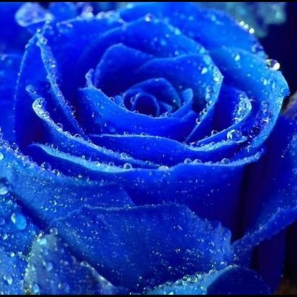 Meet your Posher, Tonya